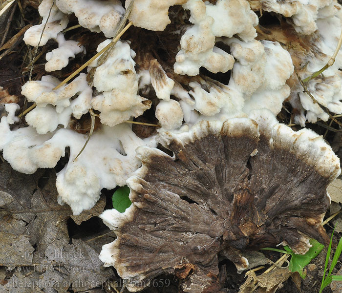 Thelephora anthocephala Blumenartige Warzenpilz