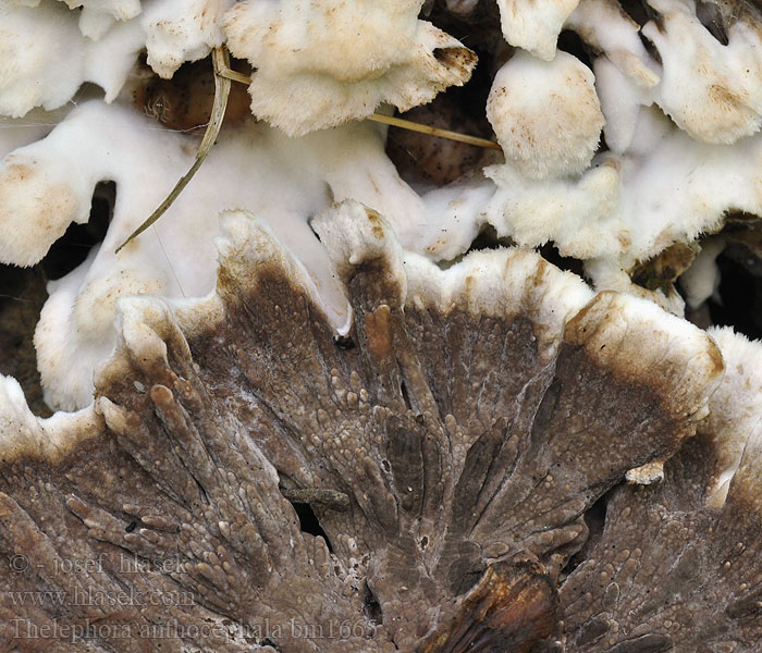 Thelephora anthocephala Blumen-Lederkoralle