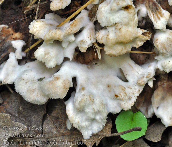 Thelephora_anthocephala_bm1667