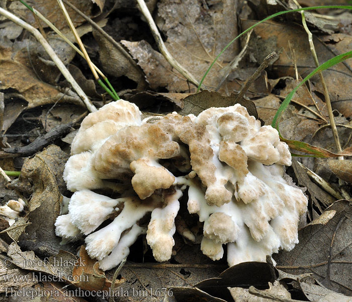 Thelephora anthocephala Chropiatka kwiatowa Plesňovka premenlivá