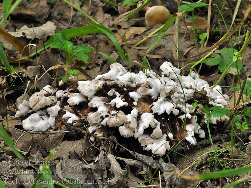 Thelephora anthocephala Busk-Frynsesvamp Pikkusilokka