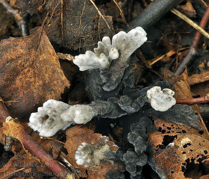 Thelephora anthocephala Телефора цветочноголовая