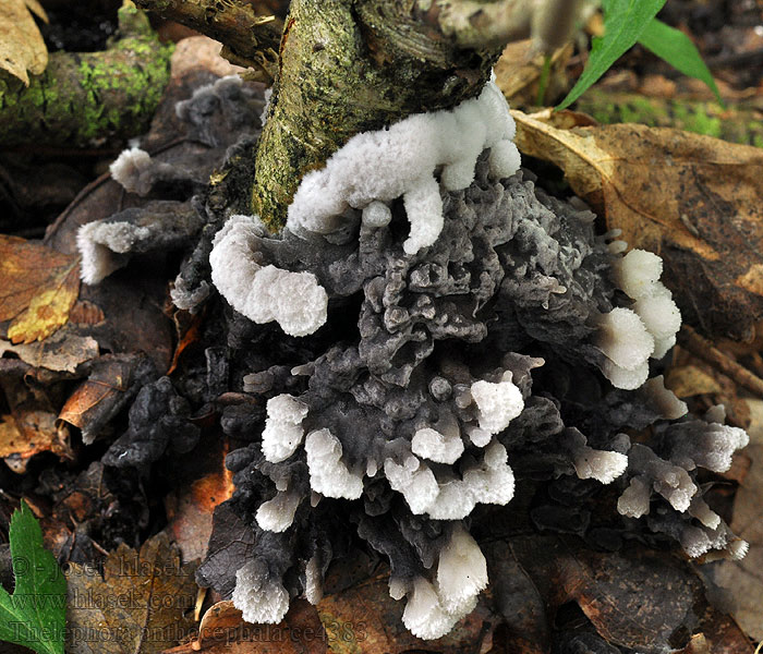 Plesňák měnlivý Thelephora anthocephala