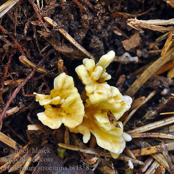 Thelephora atrocitrina bi4358