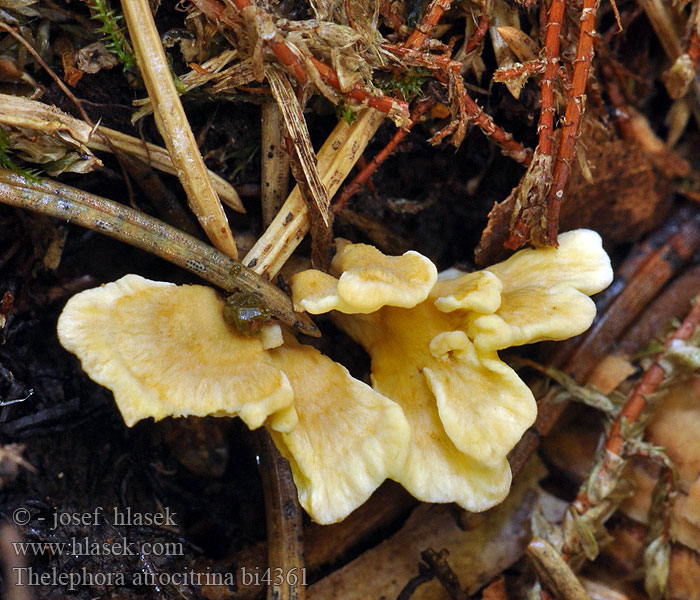 Thelephora atrocitrina bi4361