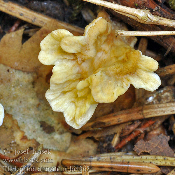 Thelephora atrocitrina bi4363