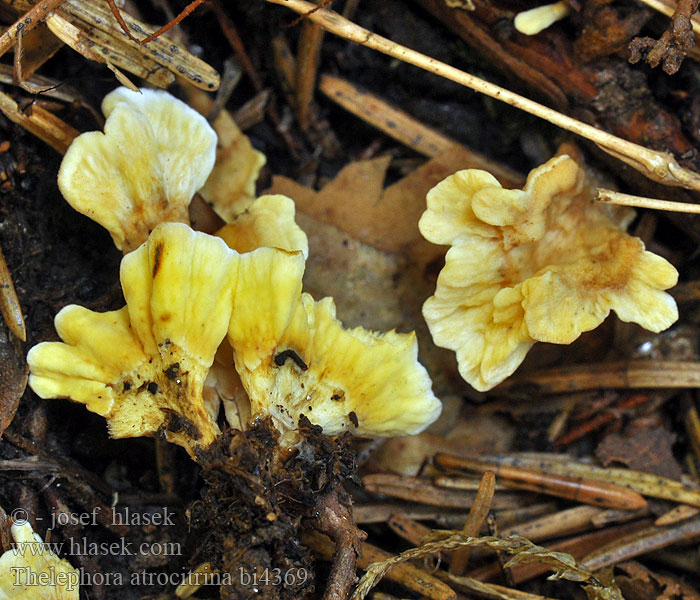 Thelephora atrocitrina bi4369