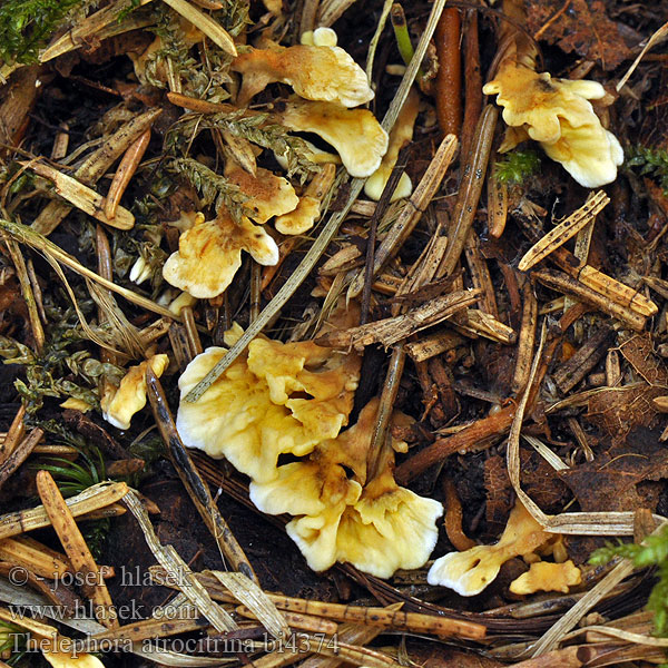 Thelephora atrocitrina Schwarzgelber Erdwarzenpilz Plesňák citrónový šedožlutý Geelgerande franjezwam