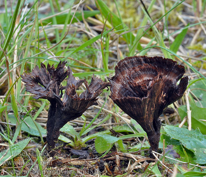 Thelephora caryophyllea Plesňák karafiátový Nelkenförmiger Warzenpilz Prachtfranjezwam Chropiatka lejkowata Plesňovka klinčekovitá Tragt-frynsesvamp Trattöra Suppisilokka Théléphore entonnoir Traktfrynsesopp Телефора ореховолистная