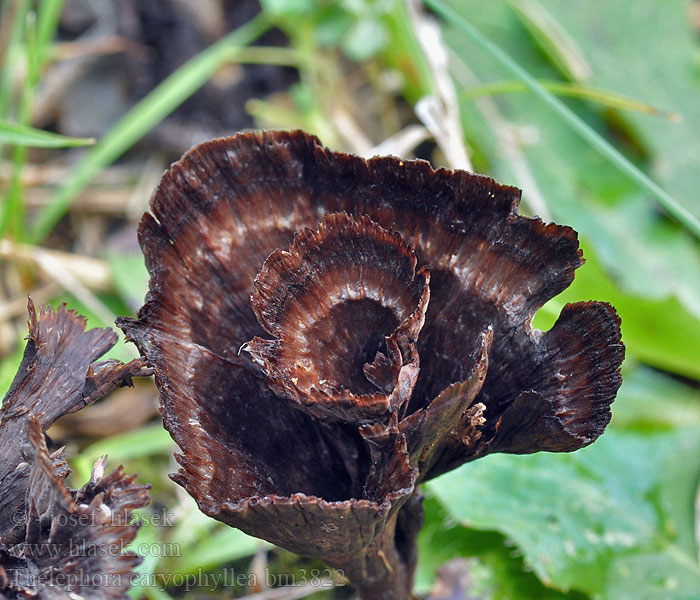 Thelephora caryophyllea Plesňák karafiátový Nelkenförmiger Warzenpilz Prachtfranjezwam Chropiatka lejkowata Plesňovka klinčekovitá Tragt-frynsesvamp Trattöra Suppisilokka Théléphore entonnoir Traktfrynsesopp Телефора ореховолистная