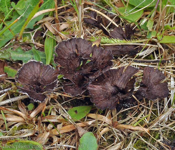 Thelephora caryophyllea Prachtfranjezwam Chropiatka lejkowata Plesňovka klinčekovitá Tragt-frynsesvamp Trattöra Suppisilokka Théléphore entonnoir Traktfrynsesopp Телефора ореховолистная