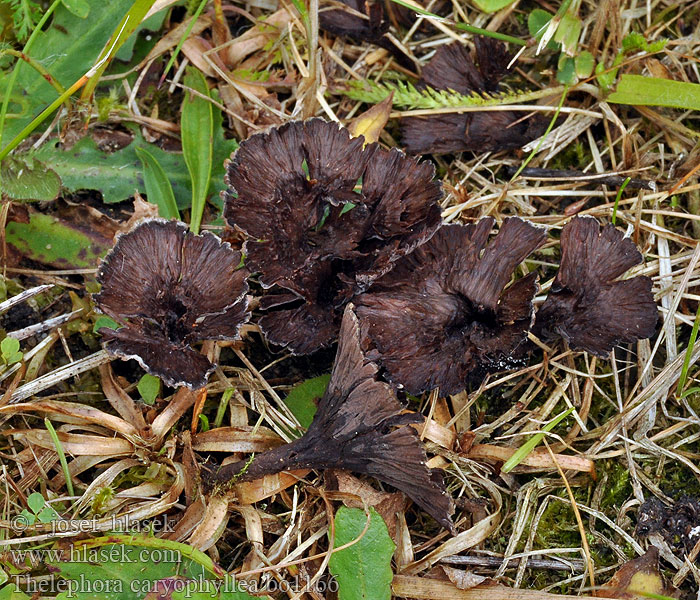 Thelephora caryophyllea Prachtfranjezwam Chropiatka lejkowata Plesňovka klinčekovitá Tragt-frynsesvamp Trattöra Suppisilokka Théléphore entonnoir Traktfrynsesopp Телефора ореховолистная