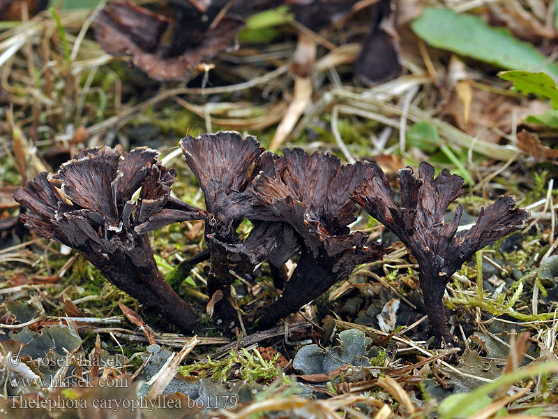 Thelephora caryophyllea Trattöra Suppisilokka Théléphore entonnoir Traktfrynsesopp Телефора ореховолистная