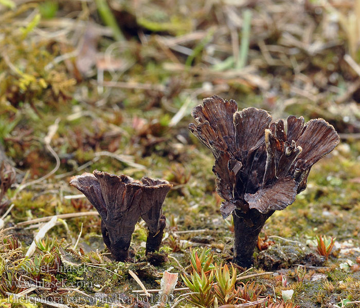 Thelephora caryophyllea Trattöra Suppisilokka Théléphore entonnoir Traktfrynsesopp Телефора ореховолистная