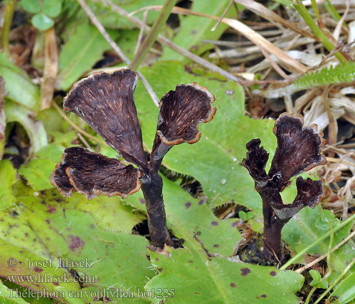 Thelephora caryophyllea Plesňák karafiátový