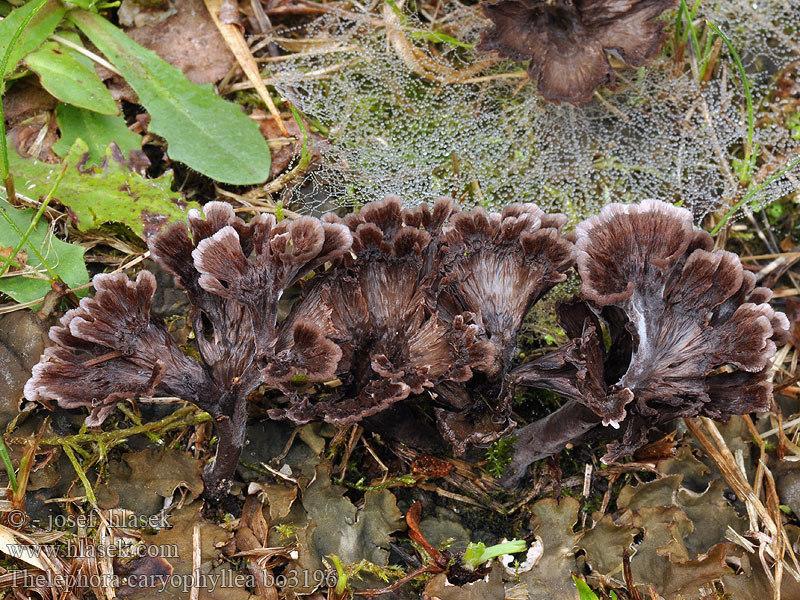 Thelephora caryophyllea Plesňák karafiátový Nelkenförmiger Warzenpilz Prachtfranjezwam Chropiatka lejkowata Plesňovka klinčekovitá