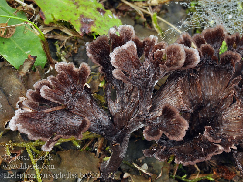 Nelkenförmiger Warzenpilz Thelephora caryophyllea Plesňák karafiátový