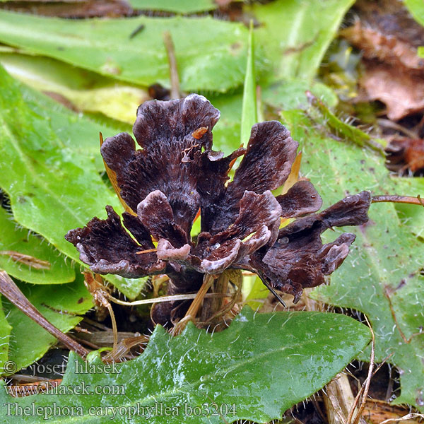 Prachtfranjezwam Thelephora caryophyllea Chropiatka lejkowata Plesňovka klinčekovitá Tragt-frynsesvamp Trattöra Suppisilokka Théléphore entonnoir Traktfrynsesopp Телефора ореховолистная