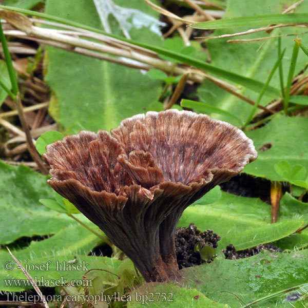 Thelephora caryophyllea Plesňák karafiátový