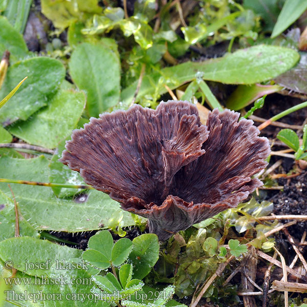 Thelephora_caryophyllea_bp2944