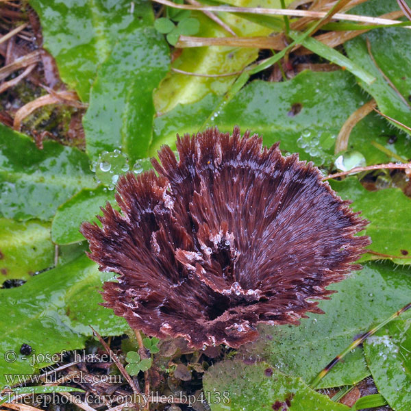 Thelephora caryophyllea Théléphore entonnoir