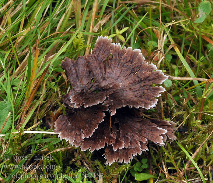 Thelephora caryophyllea Plesňák karafiátový