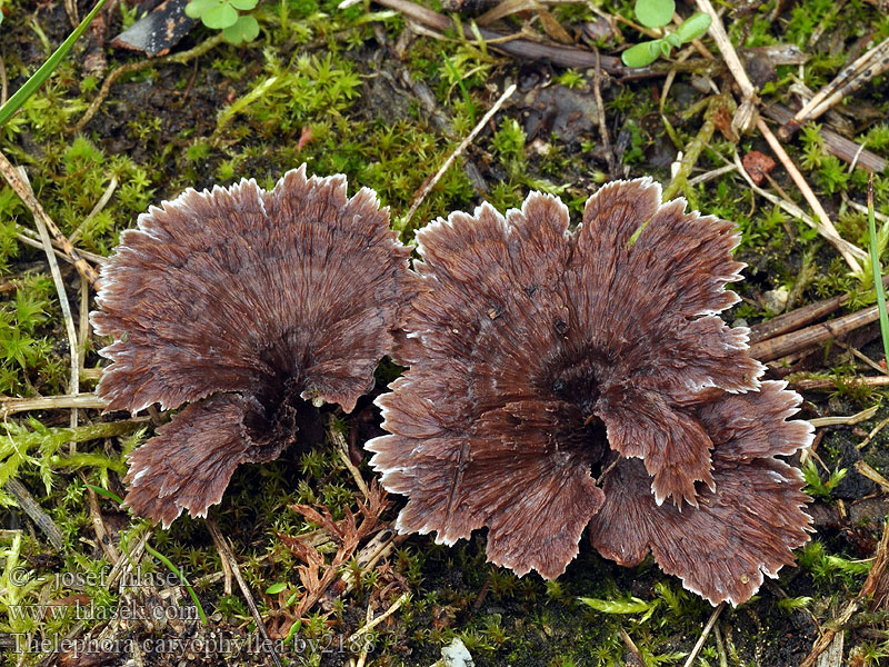 Thelephora caryophyllea Nelkenförmiger Warzenpilz