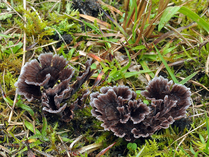 Thelephora caryophyllea Prachtfranjezwam