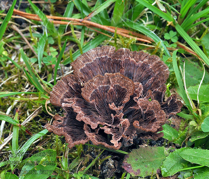 Thelephora caryophyllea