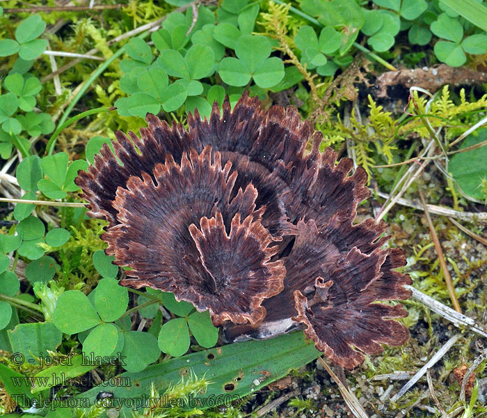 Plesňák karafiátový Thelephora caryophyllea