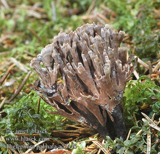 Thelephora palmata Plesňák zápašný Chropiatka cuchnąca