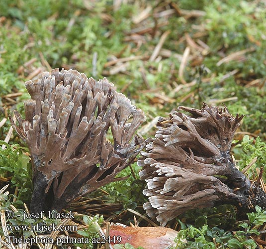 Thelephora palmata ac2449