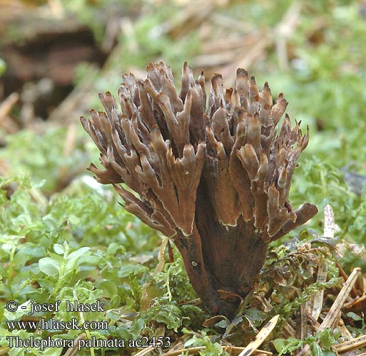 Thelephora palmata ac2453