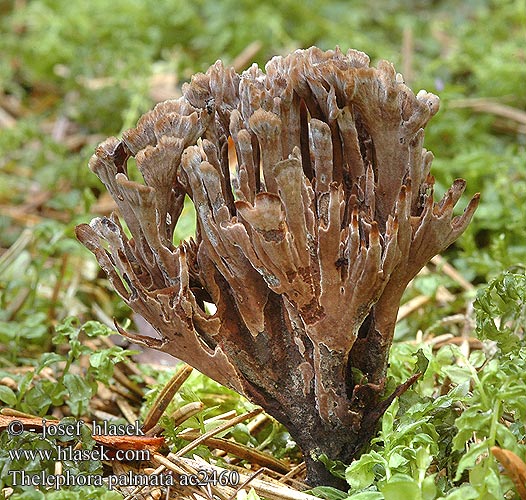 Thelephora palmata ac2460