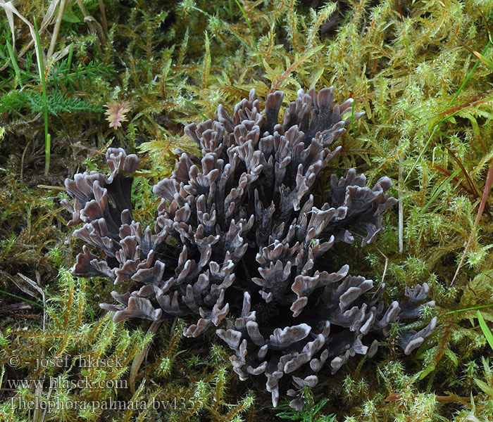 Plesňák zápašný Thelephora palmata