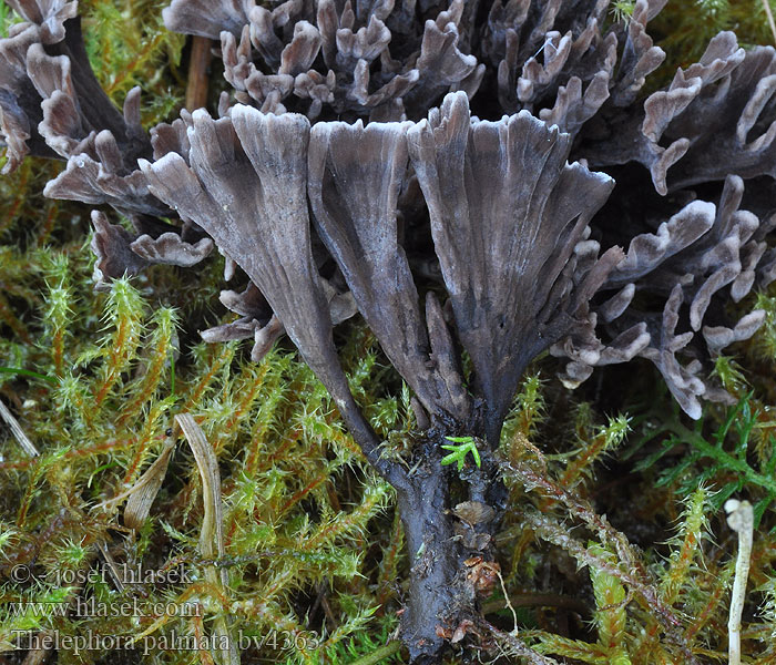 Théléphore palmé Thelephora palmata