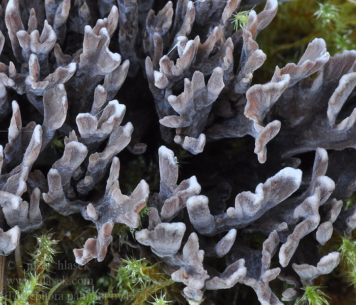 Thelephora palmata