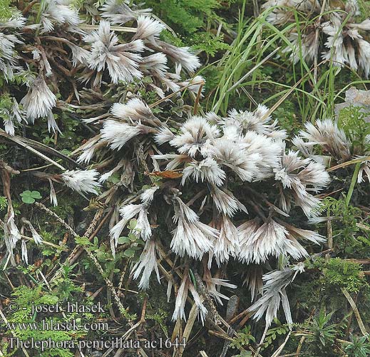 Thelephora penicillata mollissima spiculosa Plesňák čekankový