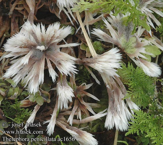 Thelephora penicillata ac1656