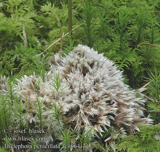 Thelephora penicillata ac1664