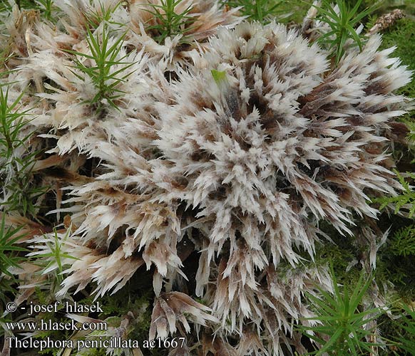 Thelephora penicillata ac1667