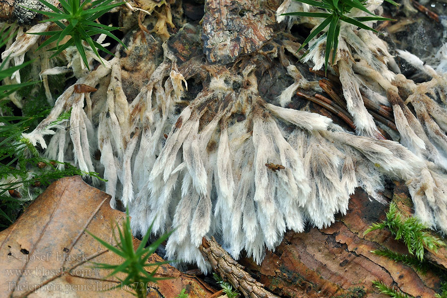 Thelephora penicillata Plesňák čekankový čekankovitý