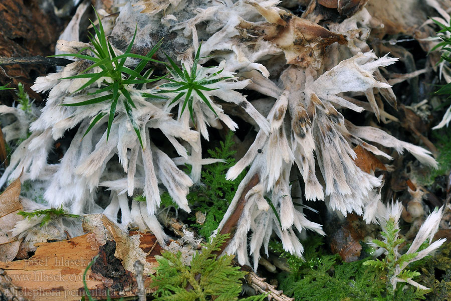 Thelephora penicillata Plesňovka belavohnedá