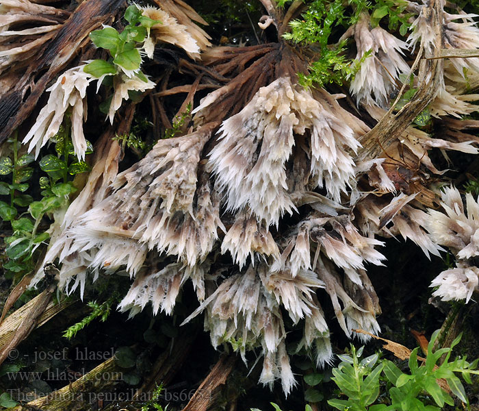 Thelephora penicillata Théléphore pinceau