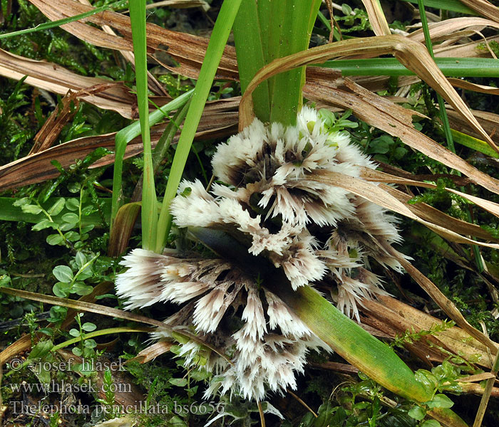 Thelephora_penicillata_bs6656