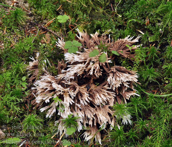 Thelephora penicillata Chropiatka pędzelkowata