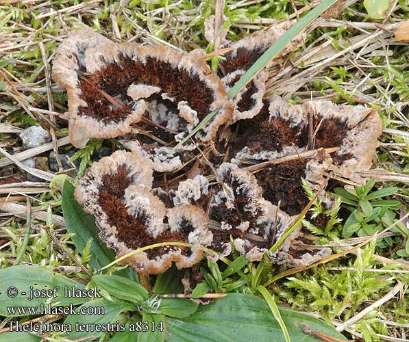 Thelephora terrestris a8314