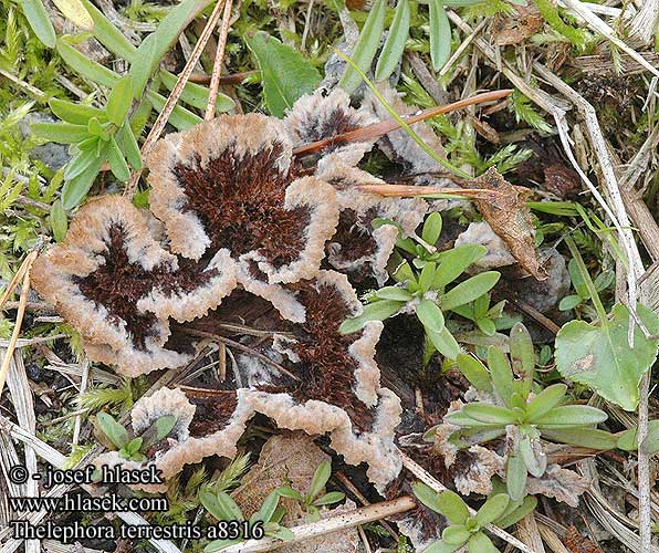 Thelephore terrestre Gewone franjezwam Talajlakó szemölcsösgomba Erd-Warzenpilz Chropiatka pospolita Plesňovka zemná Plesňák zemní Vårtöra Phylacteria terrestris Frynsesopp イボタケ Телефора наземная Pozemska roža Thelephora terrestris Earthfan Fliget frynsesvamp Karvasilokka