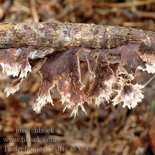 Thelephora terrestris a8573