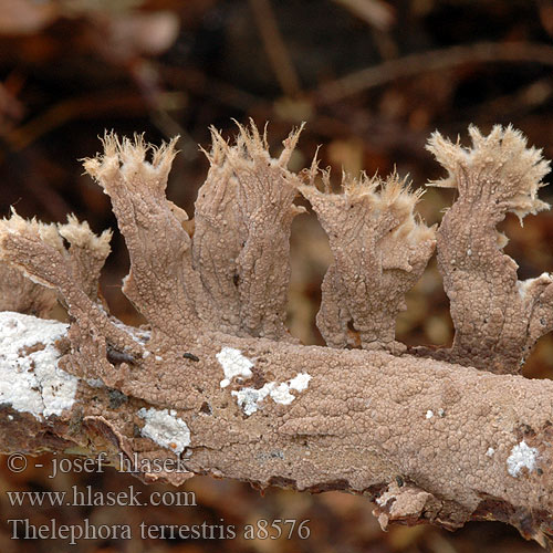 Plesňák zemní Vårtöra Phylacteria terrestris Frynsesopp イボタケ Телефора наземная Pozemska roža Thelephora terrestris Earthfan Fliget frynsesvamp Karvasilokka Thelephore terrestre Gewone franjezwam Talajlakó szemölcsösgomba Erd-Warzenpilz Chropiatka pospolita Plesňovka zemná